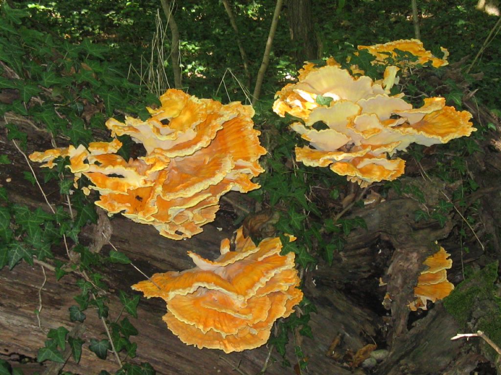 Laetiporus sulphureus?