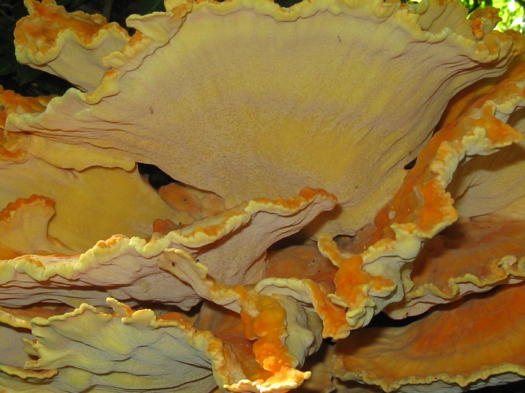 Laetiporus sulphureus?