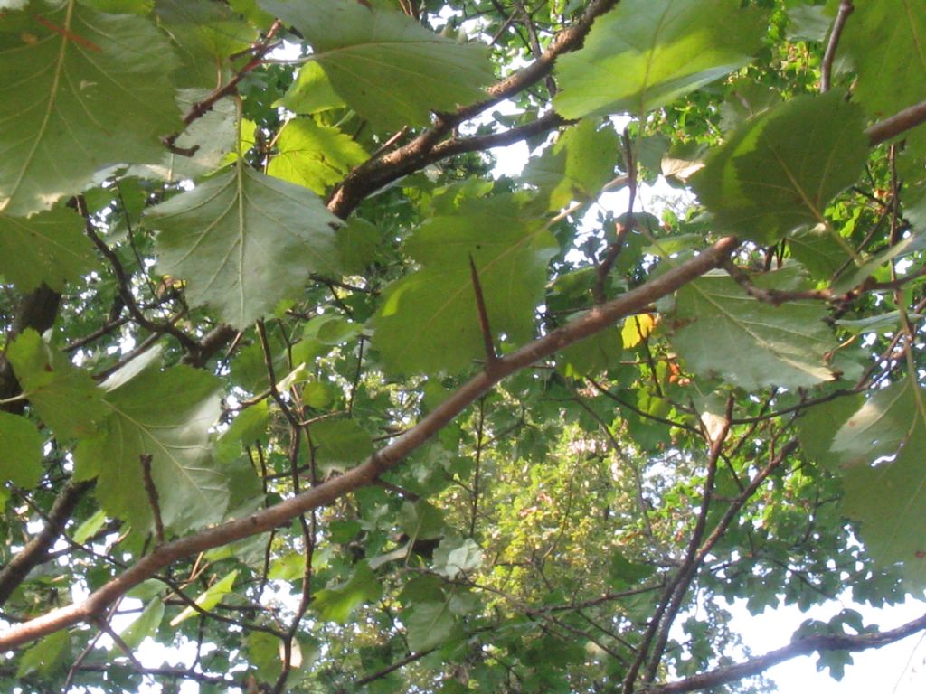 Crataegus douglasii? ...  Crataegus cfr. coccinea