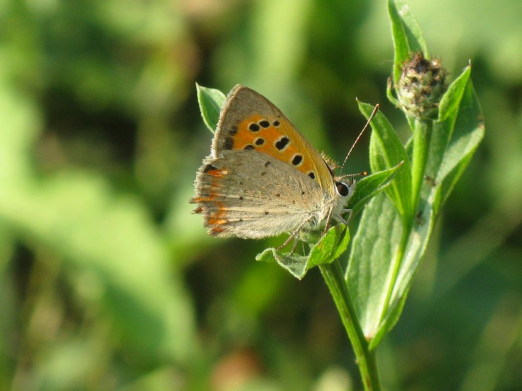Lycaena phlaeas (Lycaenidae)