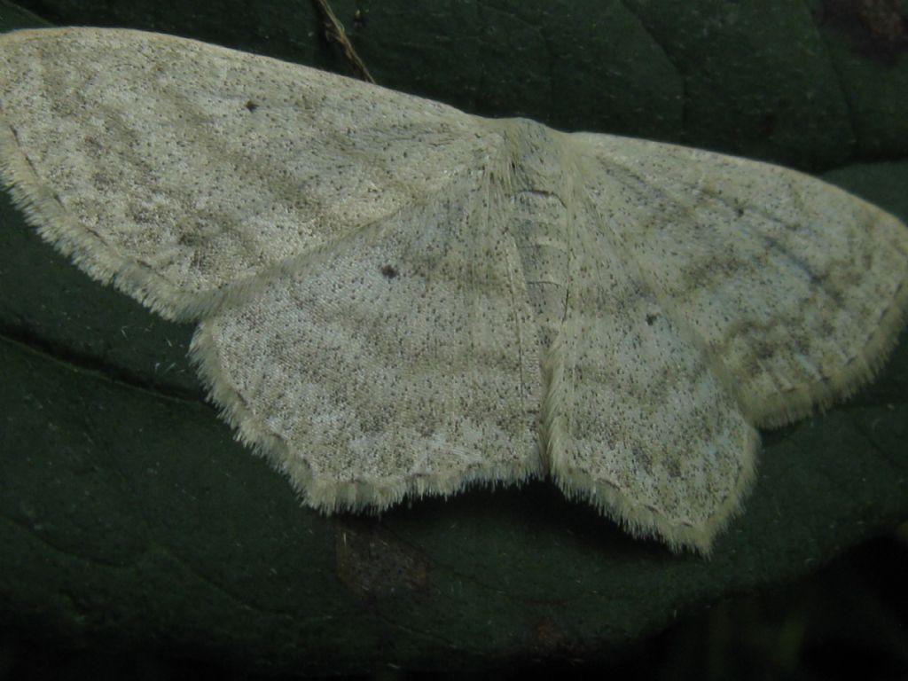 Geometridae: Scopula nigropunctata? S� !