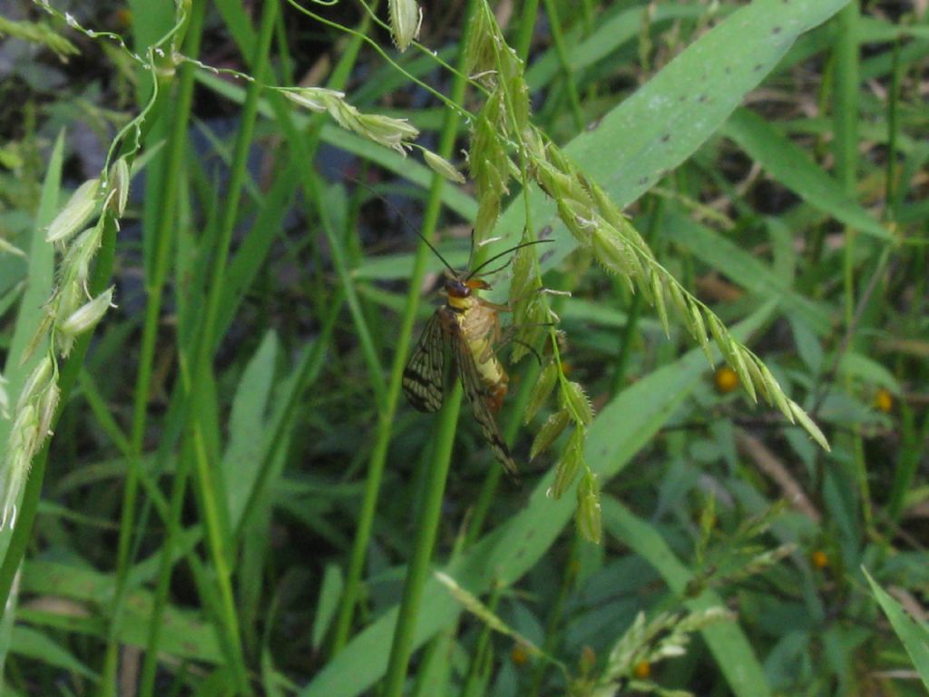 Panorpidae: Panorpa sp.? S. cfr. gr. cognata