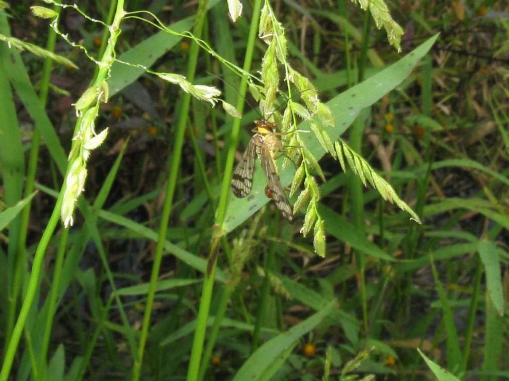 Panorpidae: Panorpa sp.? S. cfr. gr. cognata