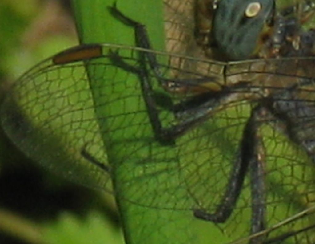 Orthetrum coerulescens o brunneum? coerulescens!