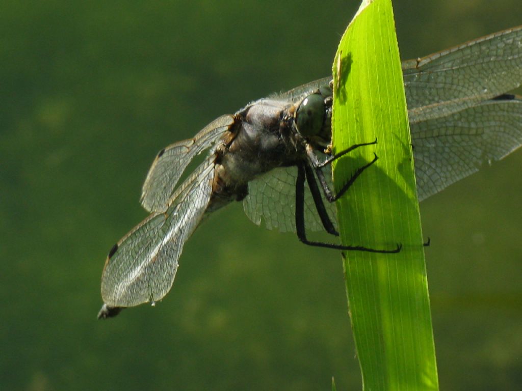 Orthetrum brunneum? no, albistylum... anzi no, cancellatum