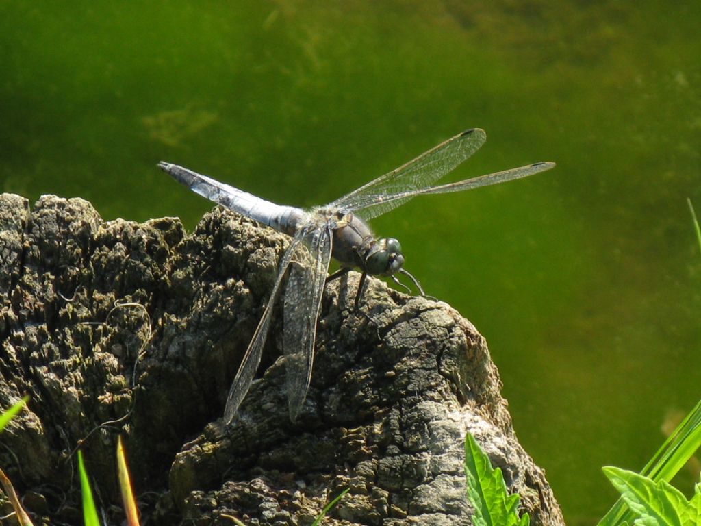 Orthetrum brunneum? no, albistylum... anzi no, cancellatum