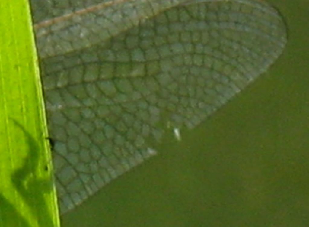Orthetrum brunneum? no, albistylum... anzi no, cancellatum