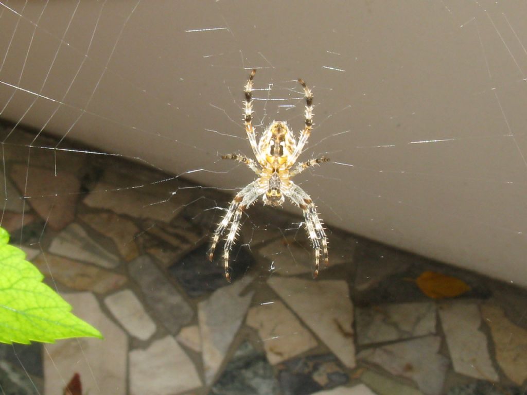 Araneus diadematus? M o F ?  S, femmina
