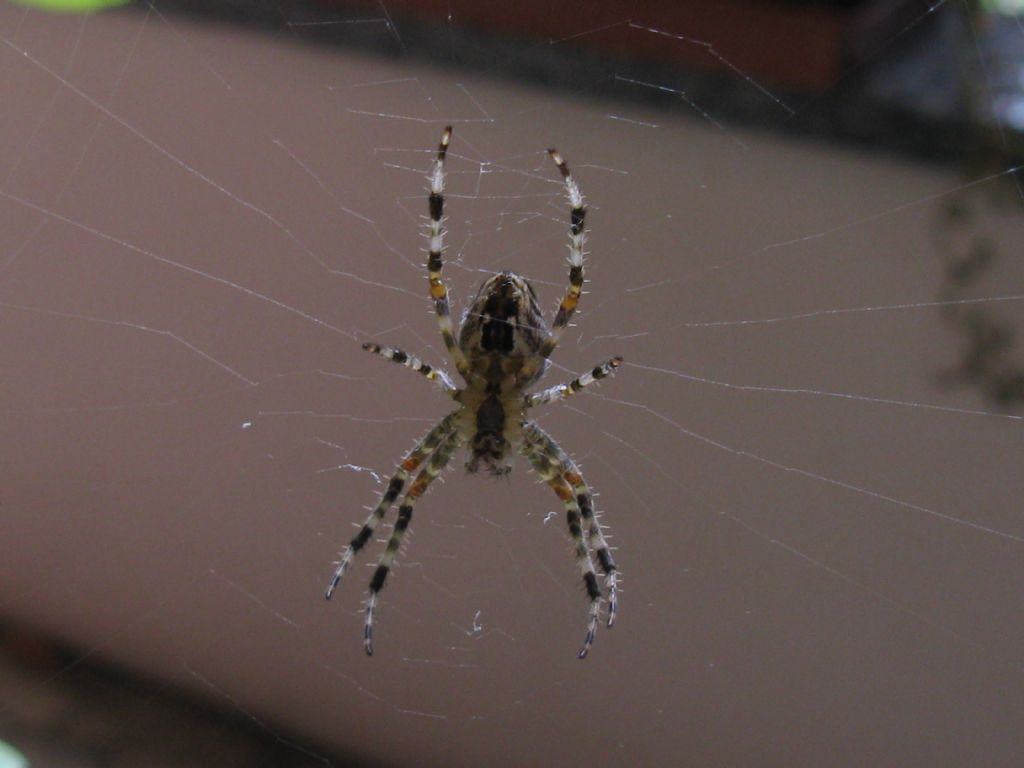 Araneus diadematus? M o F ?  S, femmina