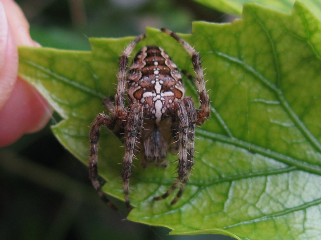 Araneus diadematus? M o F ?  S, femmina
