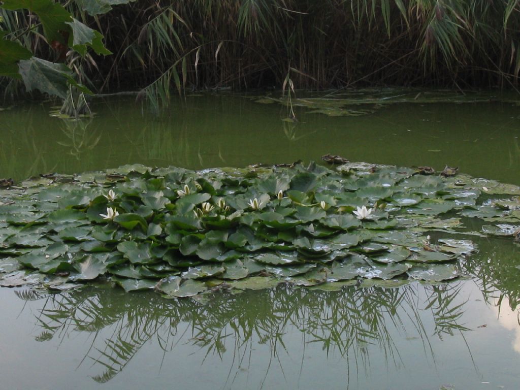 Ninfea bianca:pianta autoctona?  S, Nymphaea alba