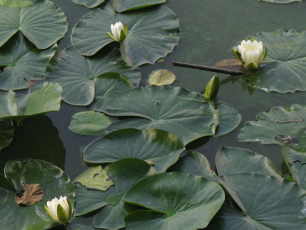 Ninfea bianca:pianta autoctona?  S, Nymphaea alba