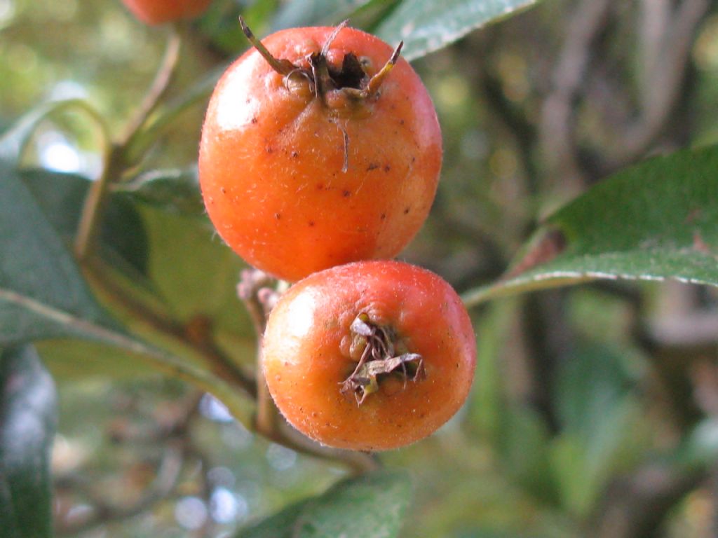 Malus prunifolia?... Malus cfr. prunifolia