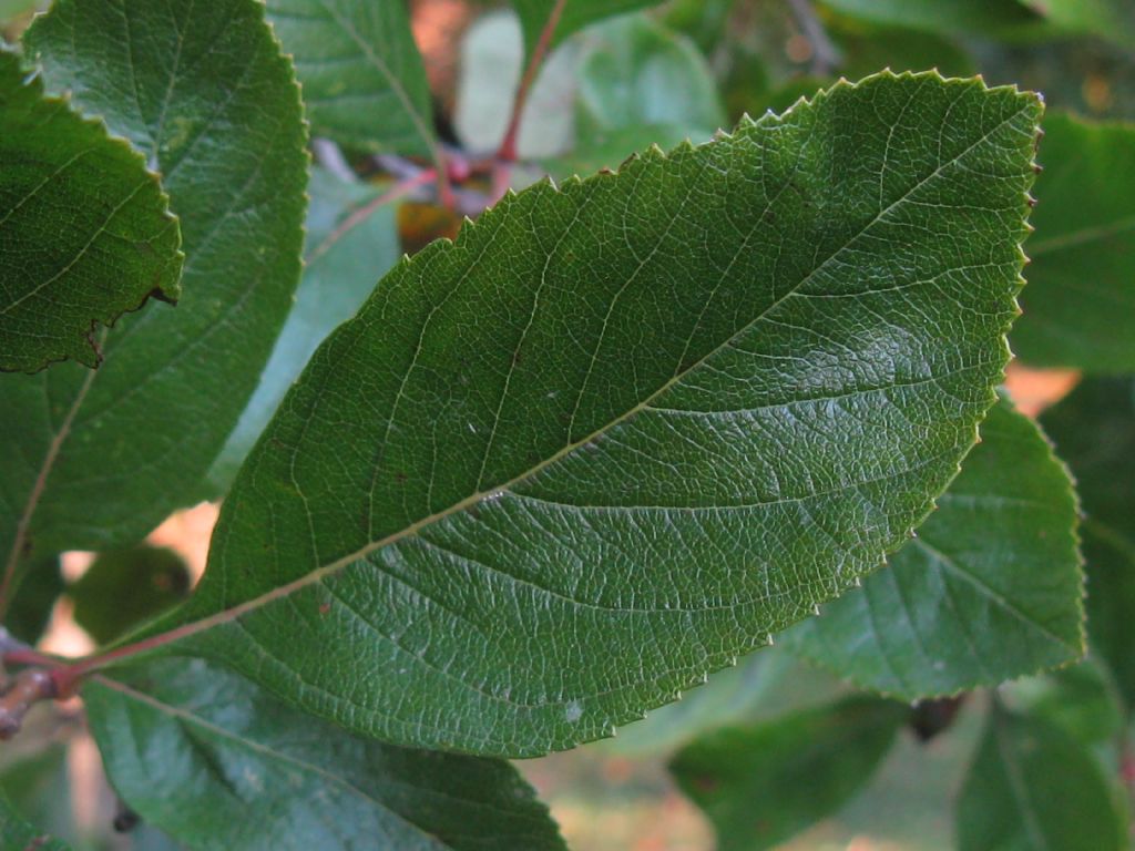 Malus prunifolia?... Malus cfr. prunifolia