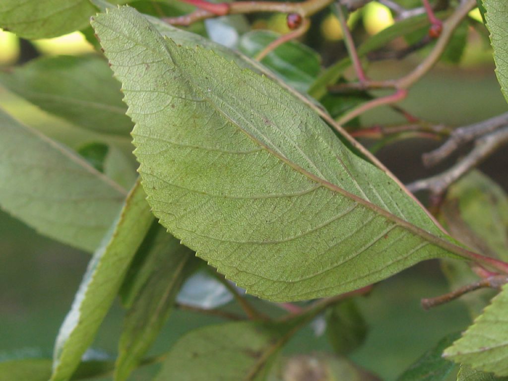Malus prunifolia?... Malus cfr. prunifolia