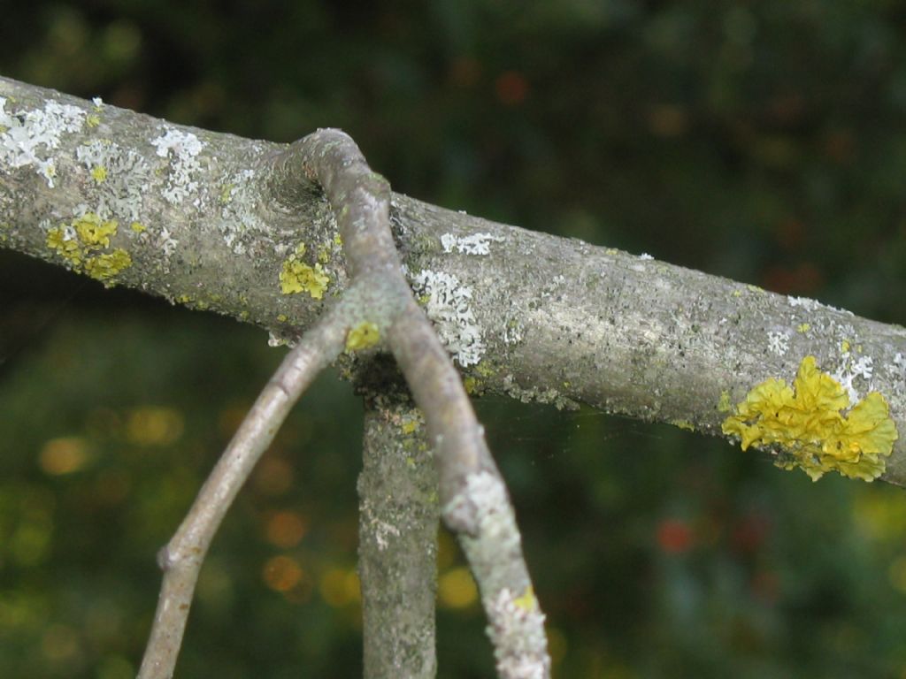 Malus prunifolia?... Malus cfr. prunifolia