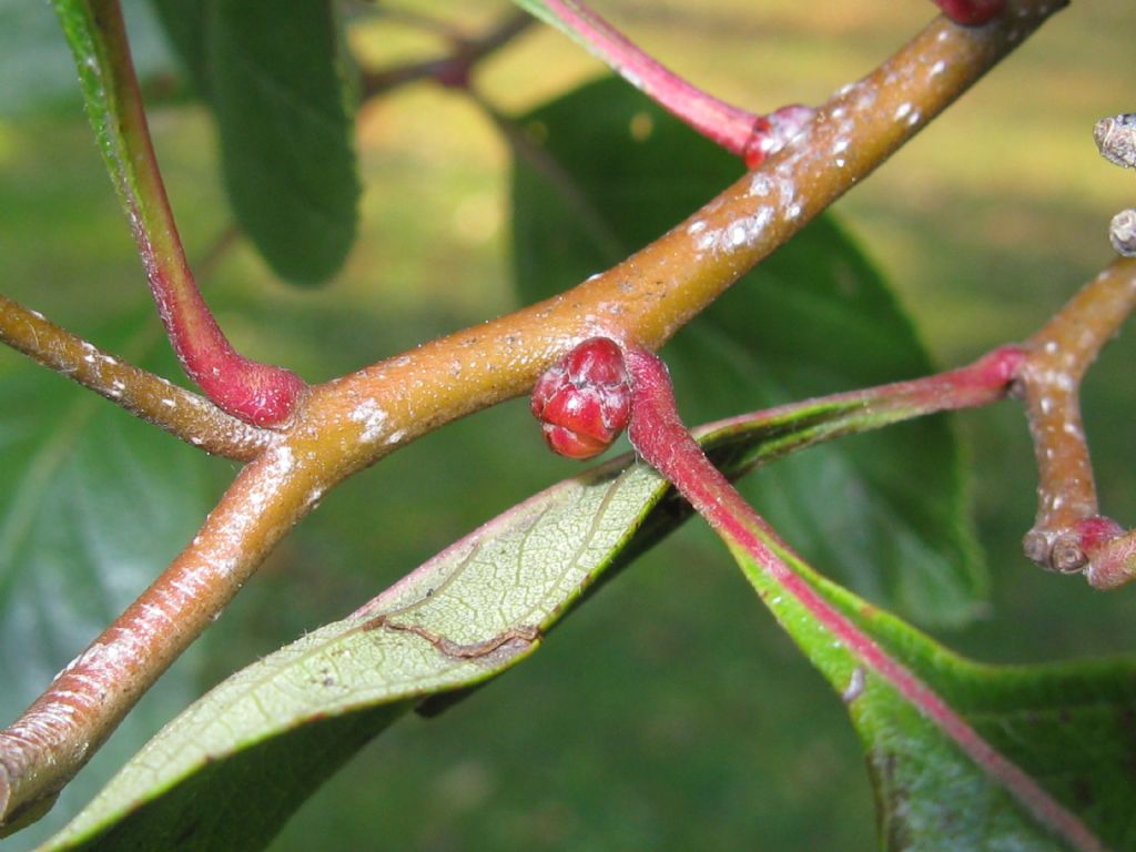 Malus prunifolia?... Malus cfr. prunifolia