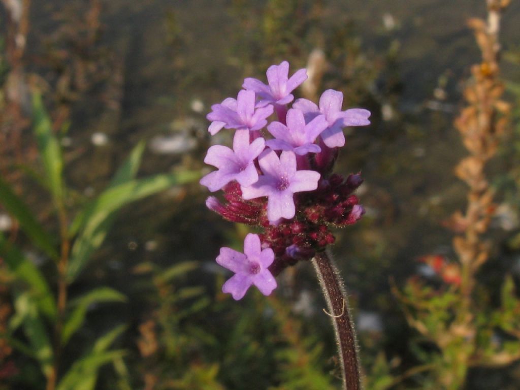 Verbena bonariensis