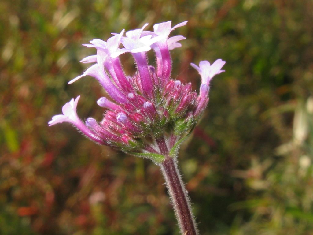 Verbena bonariensis