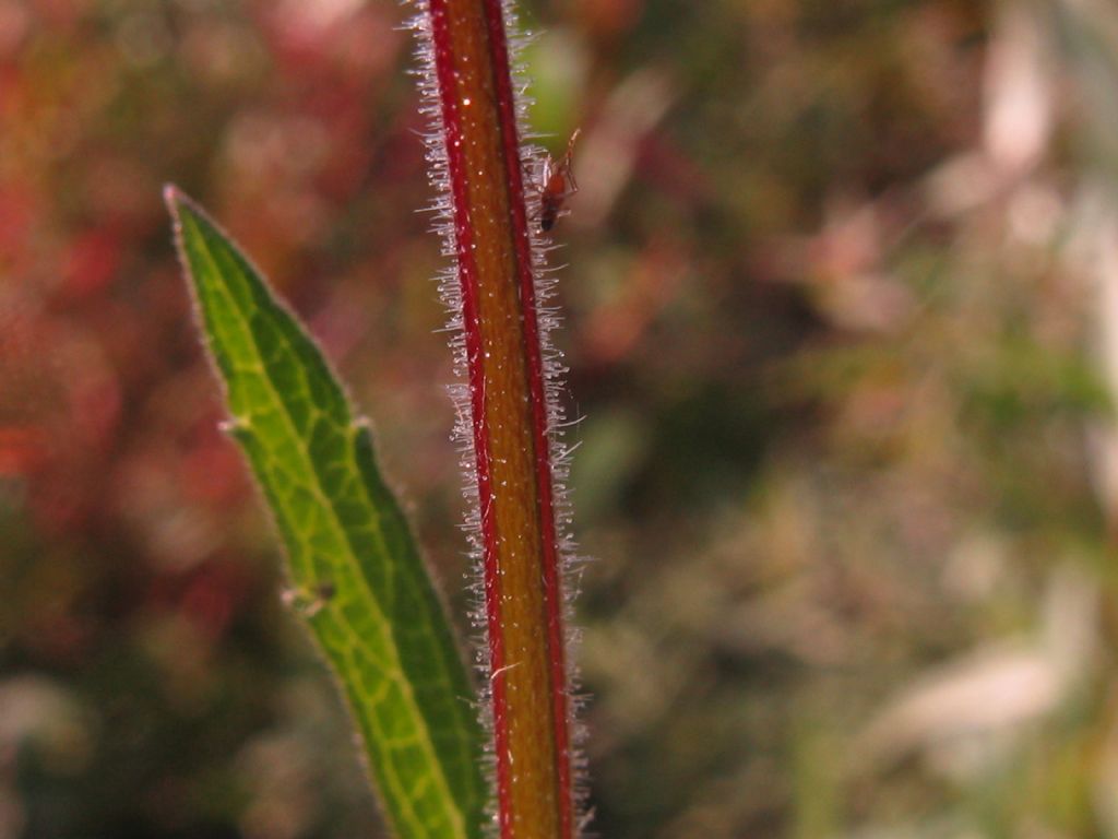 Verbena bonariensis