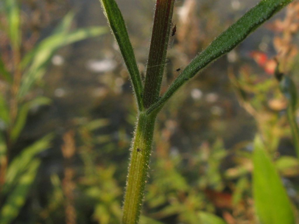 Verbena bonariensis