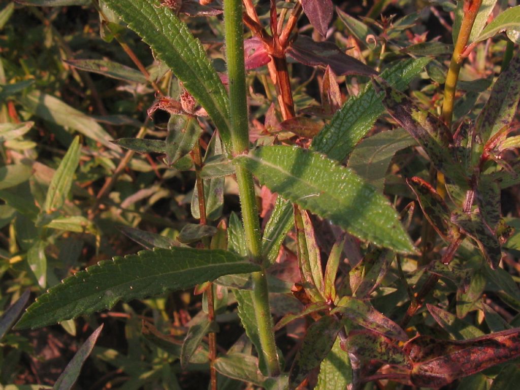 Verbena bonariensis