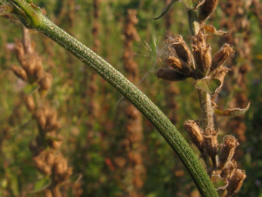 Verbena bonariensis