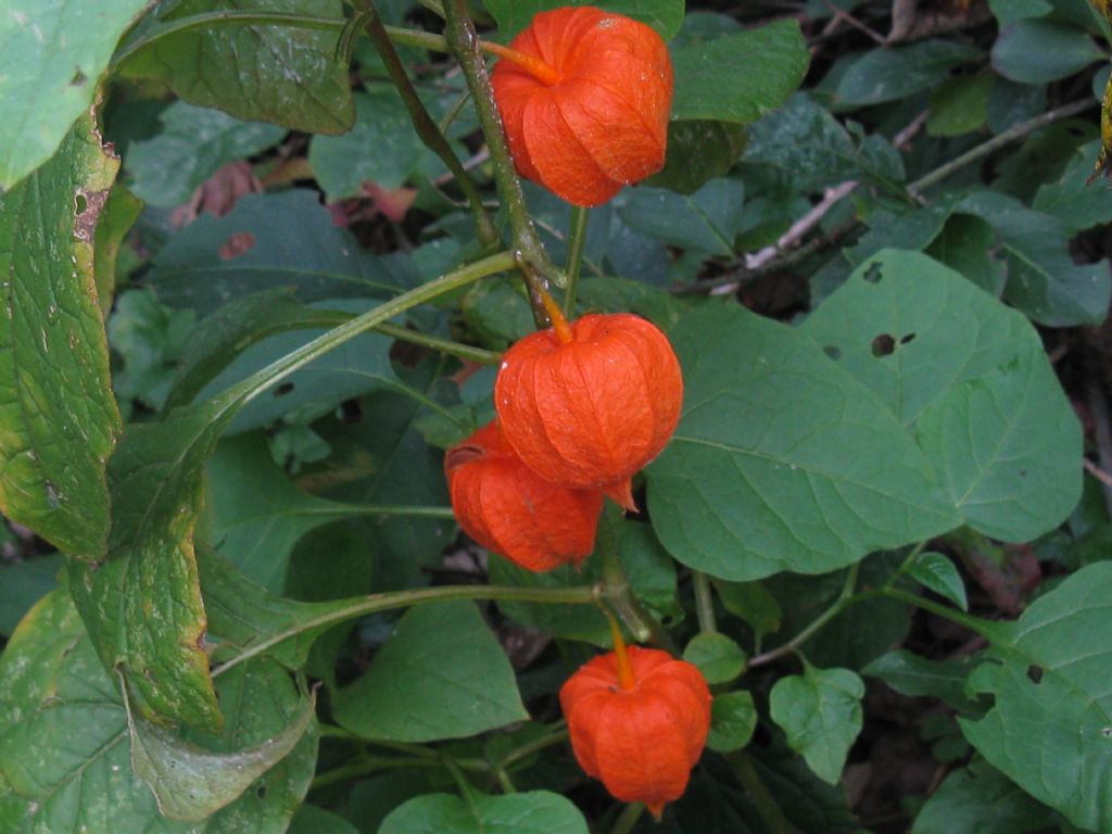 Alkekengi officinarum (=Physalis alkekengi) / Alchechengi