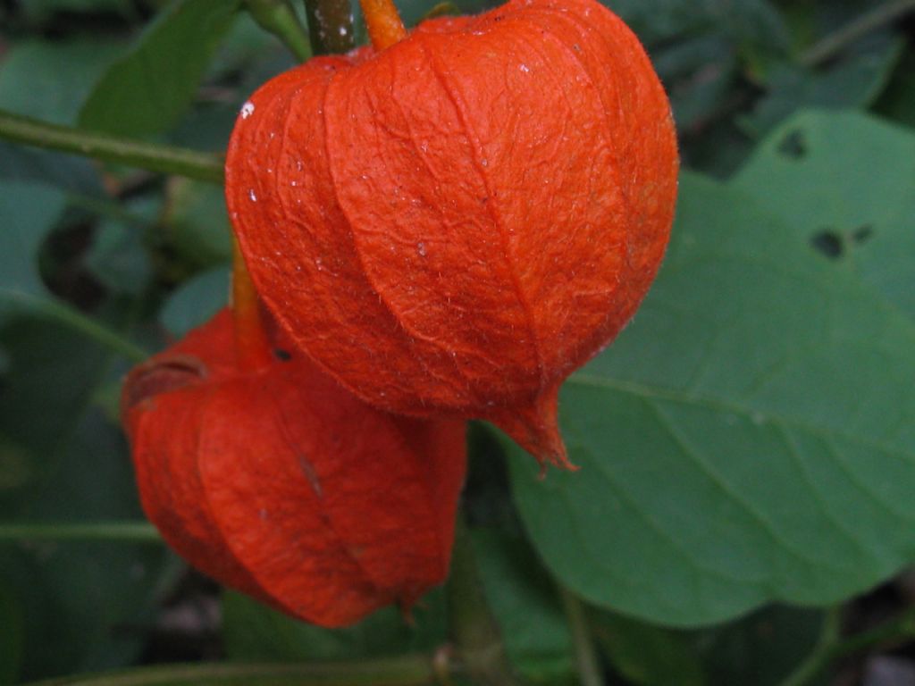 Alkekengi officinarum (=Physalis alkekengi) / Alchechengi