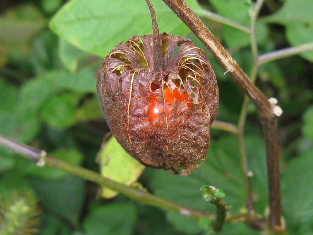 Alkekengi officinarum (=Physalis alkekengi) / Alchechengi