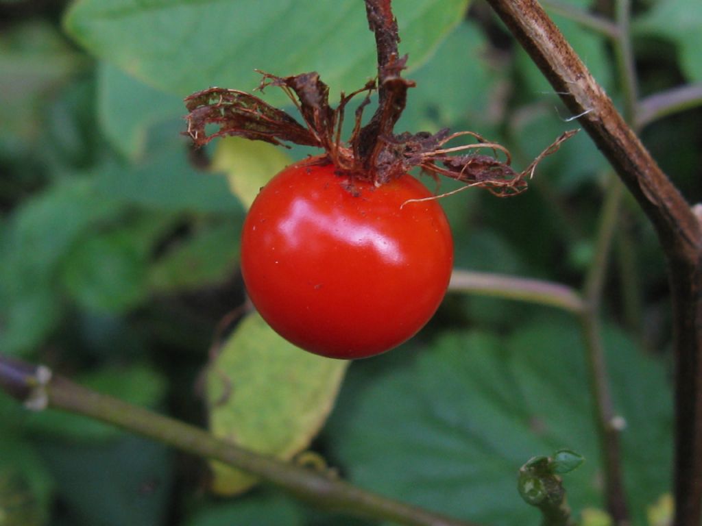 Alkekengi officinarum (=Physalis alkekengi) / Alchechengi