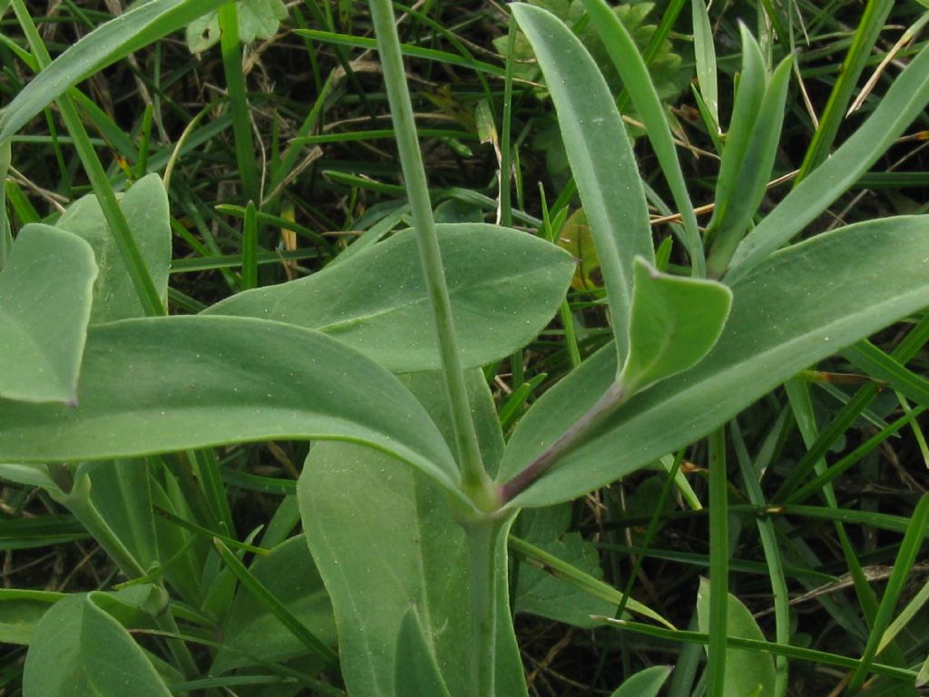 Silene vulgaris (Caryophyllaceae)