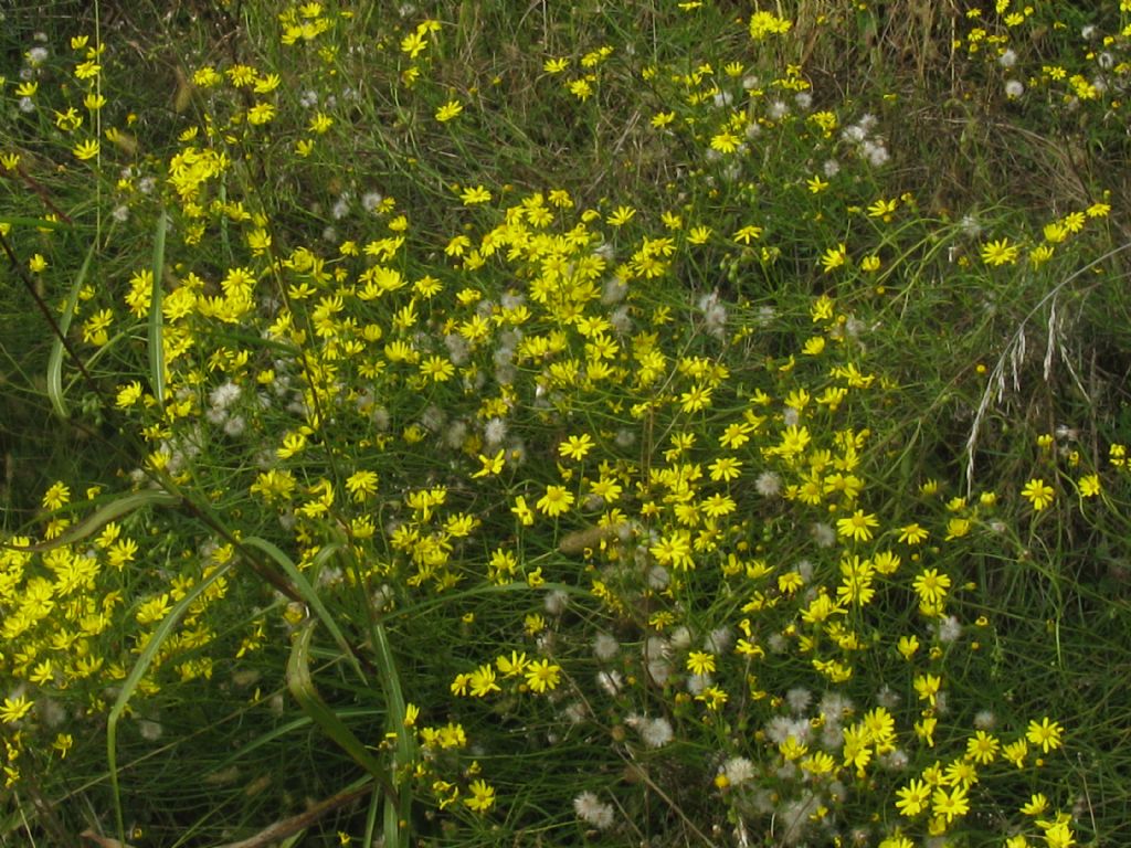 Senecio inaequidens?  S !