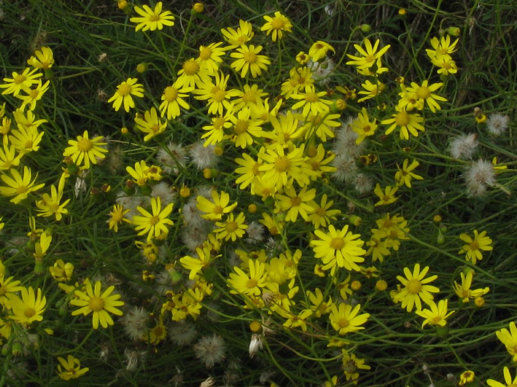 Senecio inaequidens?  S !