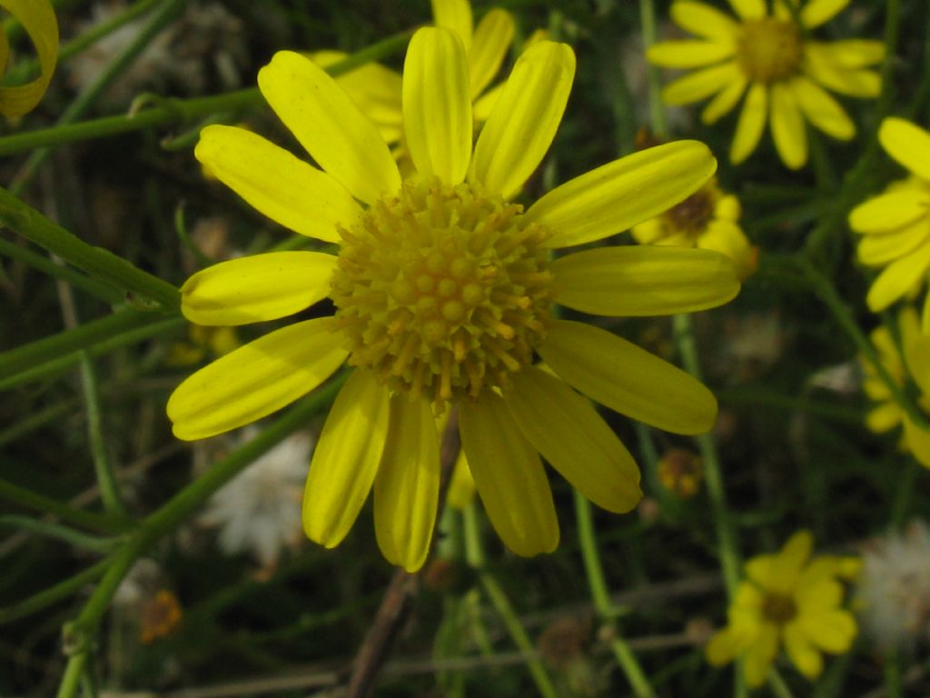 Senecio inaequidens?  S !