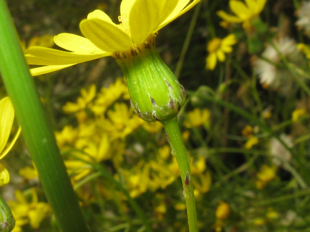 Senecio inaequidens?  S !