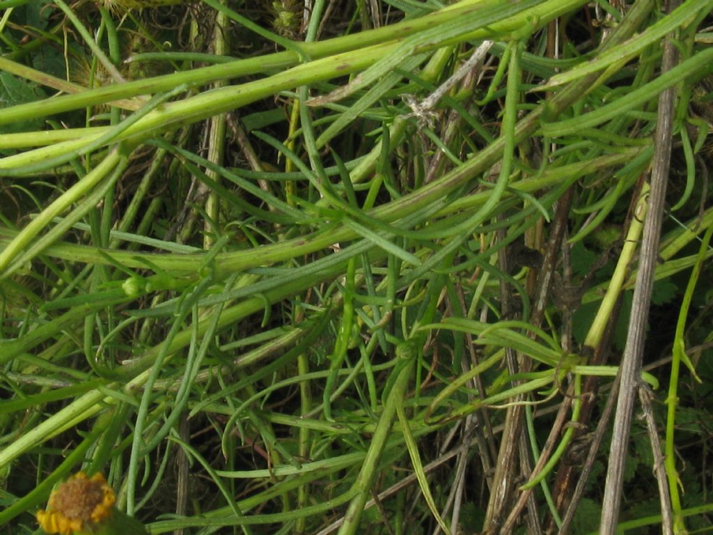 Senecio inaequidens?  S !