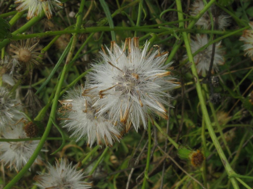 Senecio inaequidens?  S !