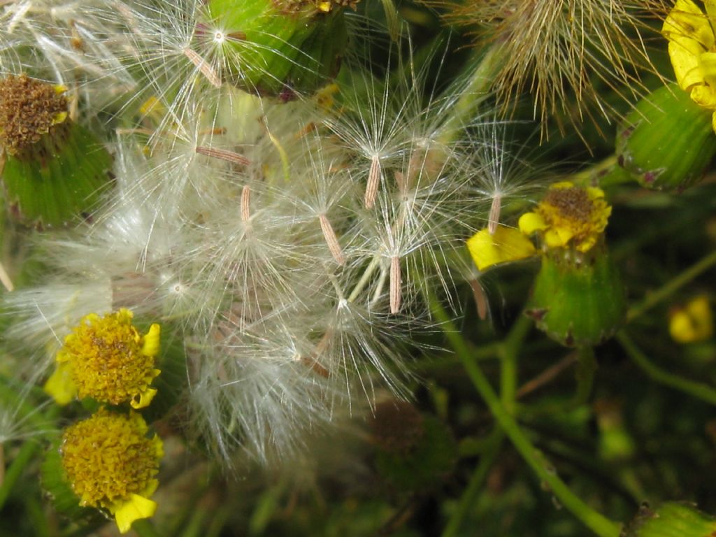 Senecio inaequidens?  S !