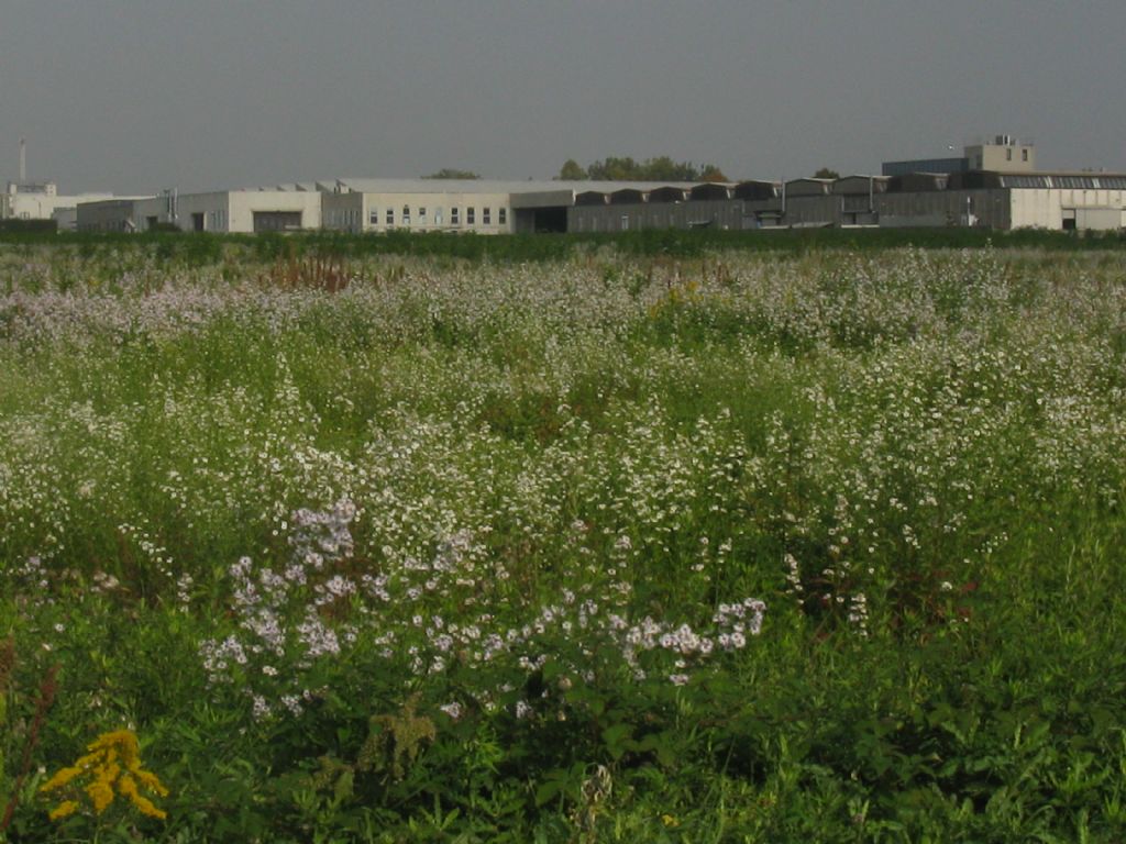 Symphyotrichum novi-belgii?... S. novi-belgii o S. lanceolatum !