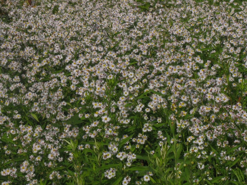 Symphyotrichum novi-belgii?... S. novi-belgii o S. lanceolatum !