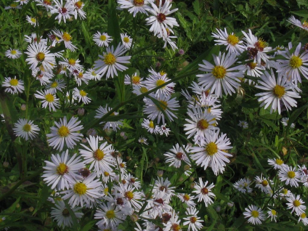 Symphyotrichum novi-belgii?... S. novi-belgii o S. lanceolatum !