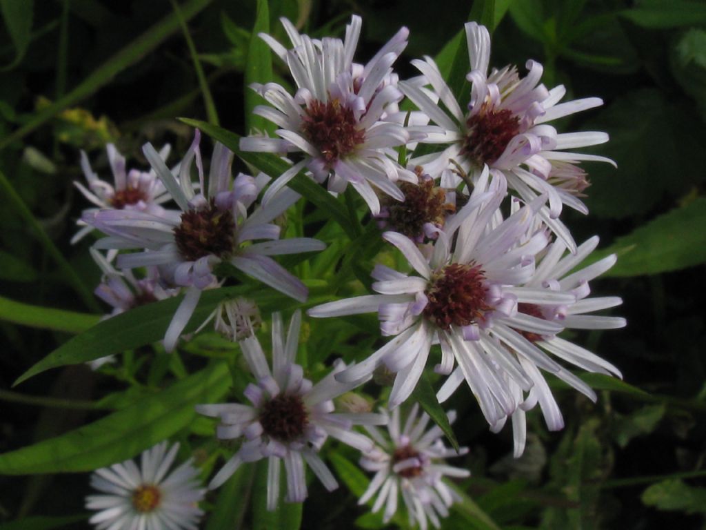 Symphyotrichum novi-belgii?... S. novi-belgii o S. lanceolatum !