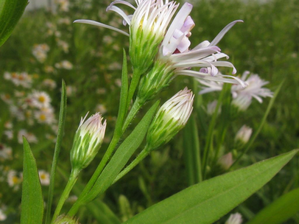 Symphyotrichum novi-belgii?... S. novi-belgii o S. lanceolatum !