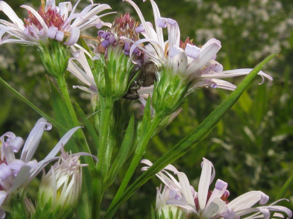 Symphyotrichum novi-belgii?... S. novi-belgii o S. lanceolatum !