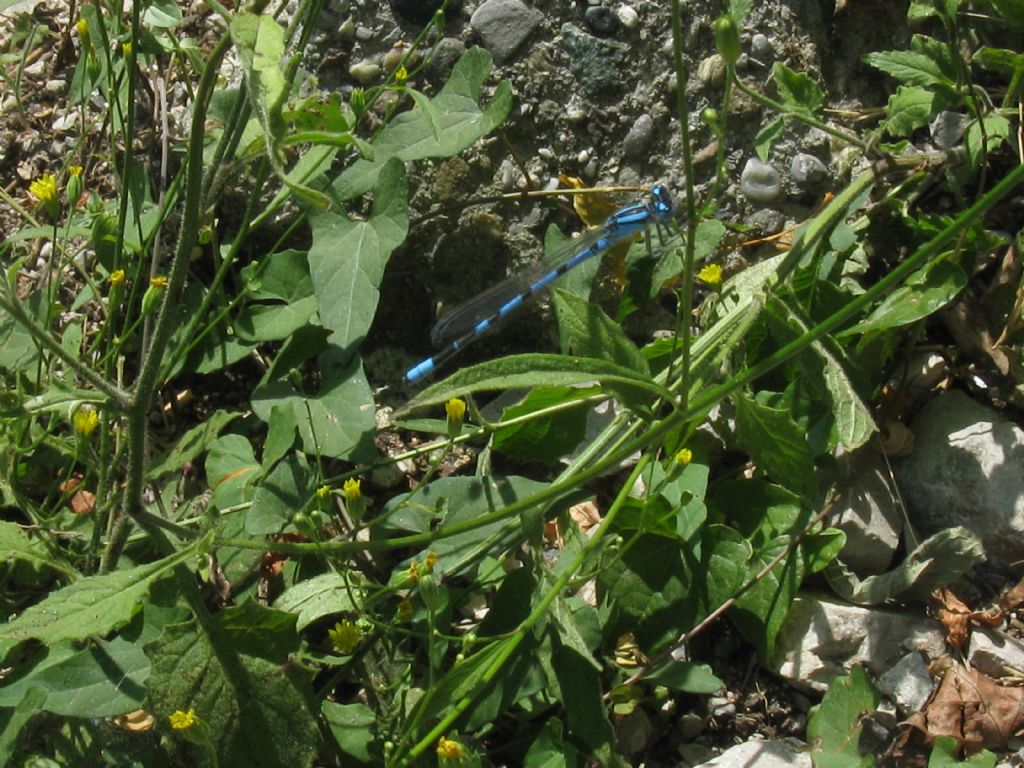 Coenagrion...?  No, Enallagma cyathigerum