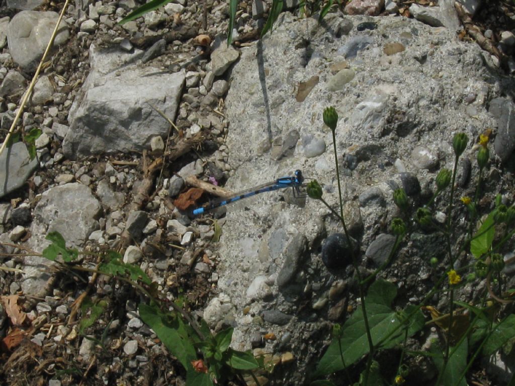 Coenagrion...?  No, Enallagma cyathigerum