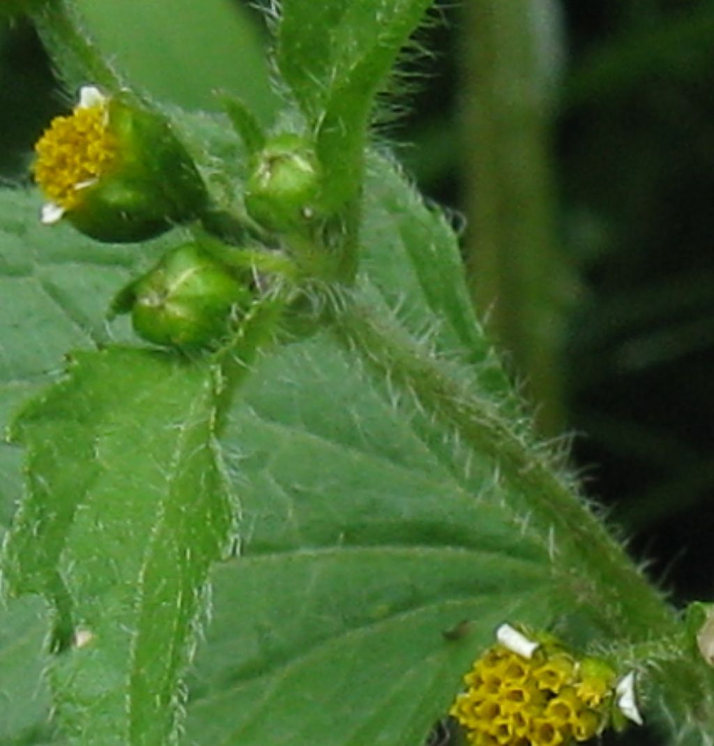 Galinsoga parviflora?