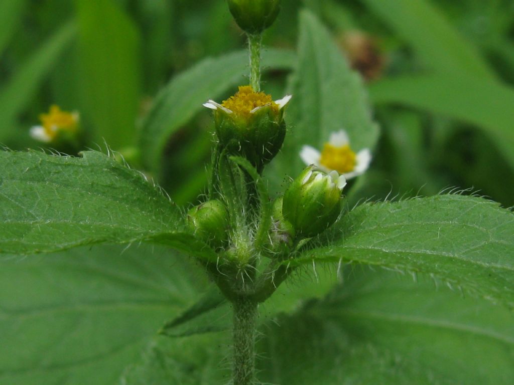 Galinsoga quadriradiata (= G. ciliata)