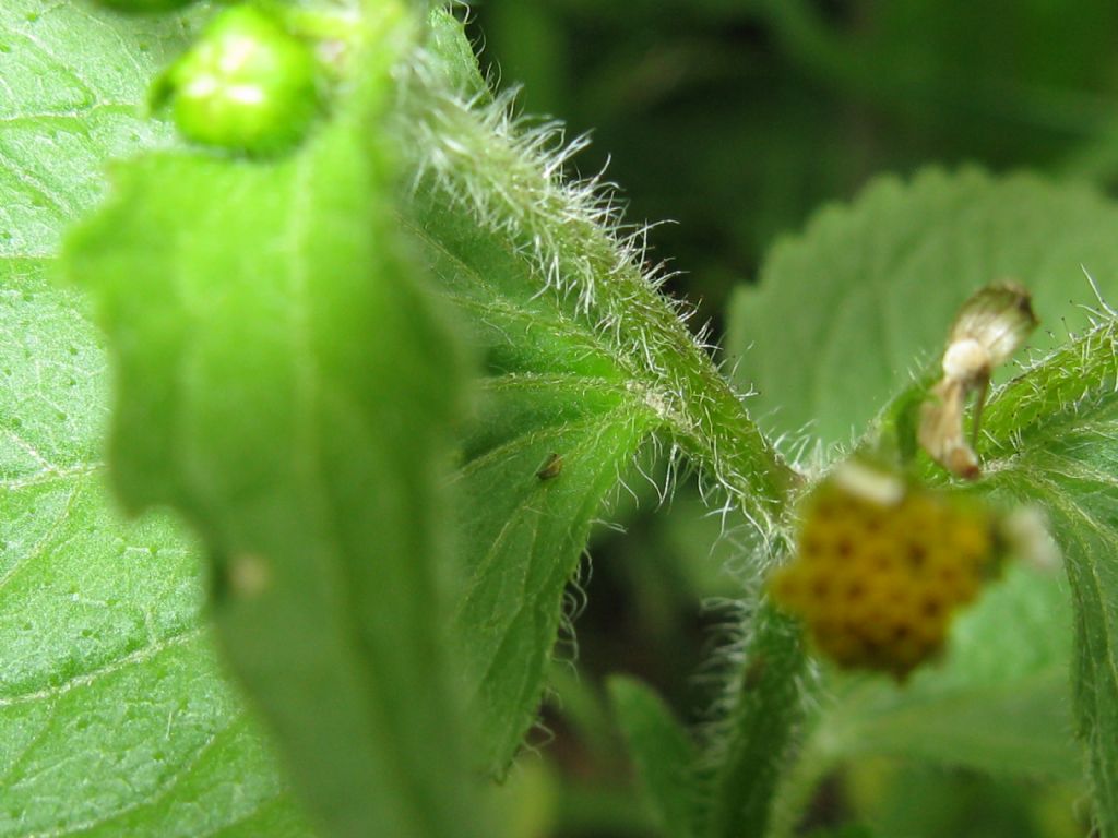 Galinsoga quadriradiata (= G. ciliata)